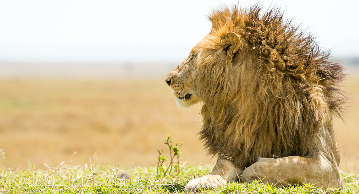 Discover Kenya Safaris | Daydream Safaris | Masai Mara, Lake Nakuru, Amboseli Safari Tours