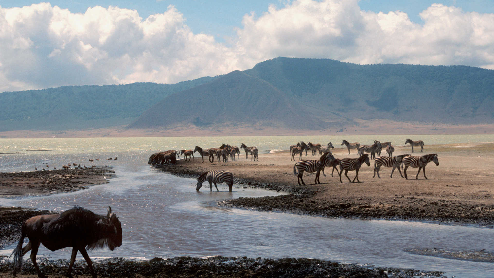 Ngorongoro Crater Safari | Daydream Safaris | Tanzania Safari