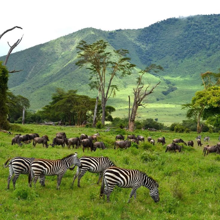 Ngorongoro Crater | Daydream Safaris | Tanzania Safaris Tours | Kenya Tanzania Safaris